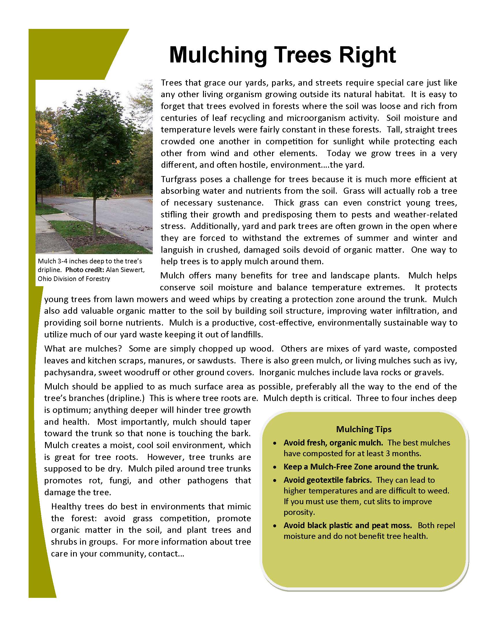 How to properly apply mulch around a tree